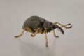 Kalcapion semivittatum semivittatum